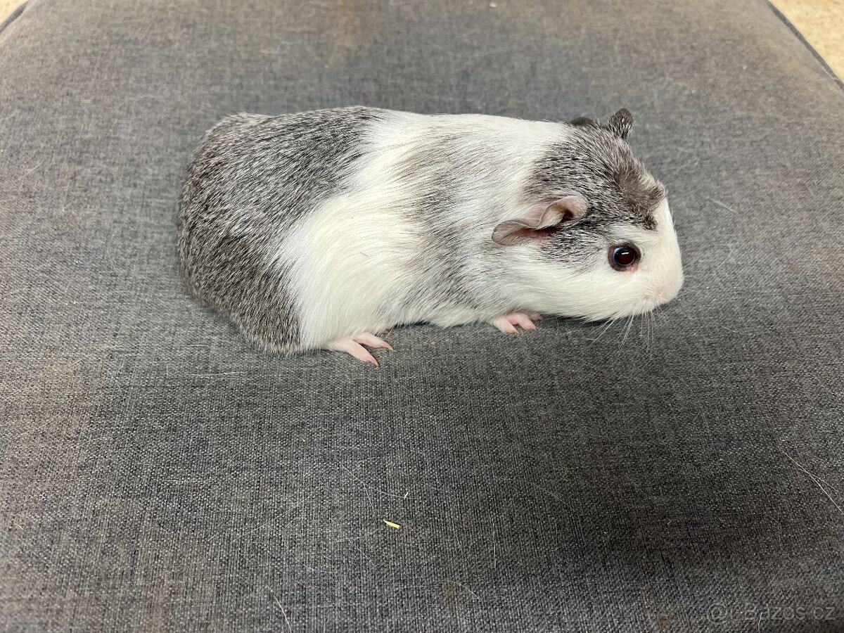 Morče, morčata - hladká, prodej - 4