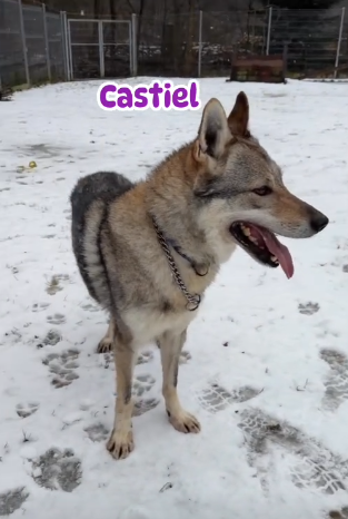 Československý vlčák s PP - 4