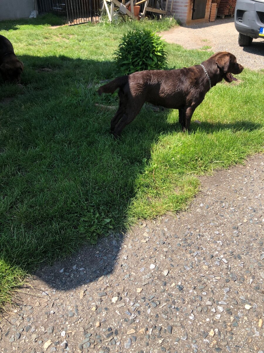 Labradorský retriever - 4