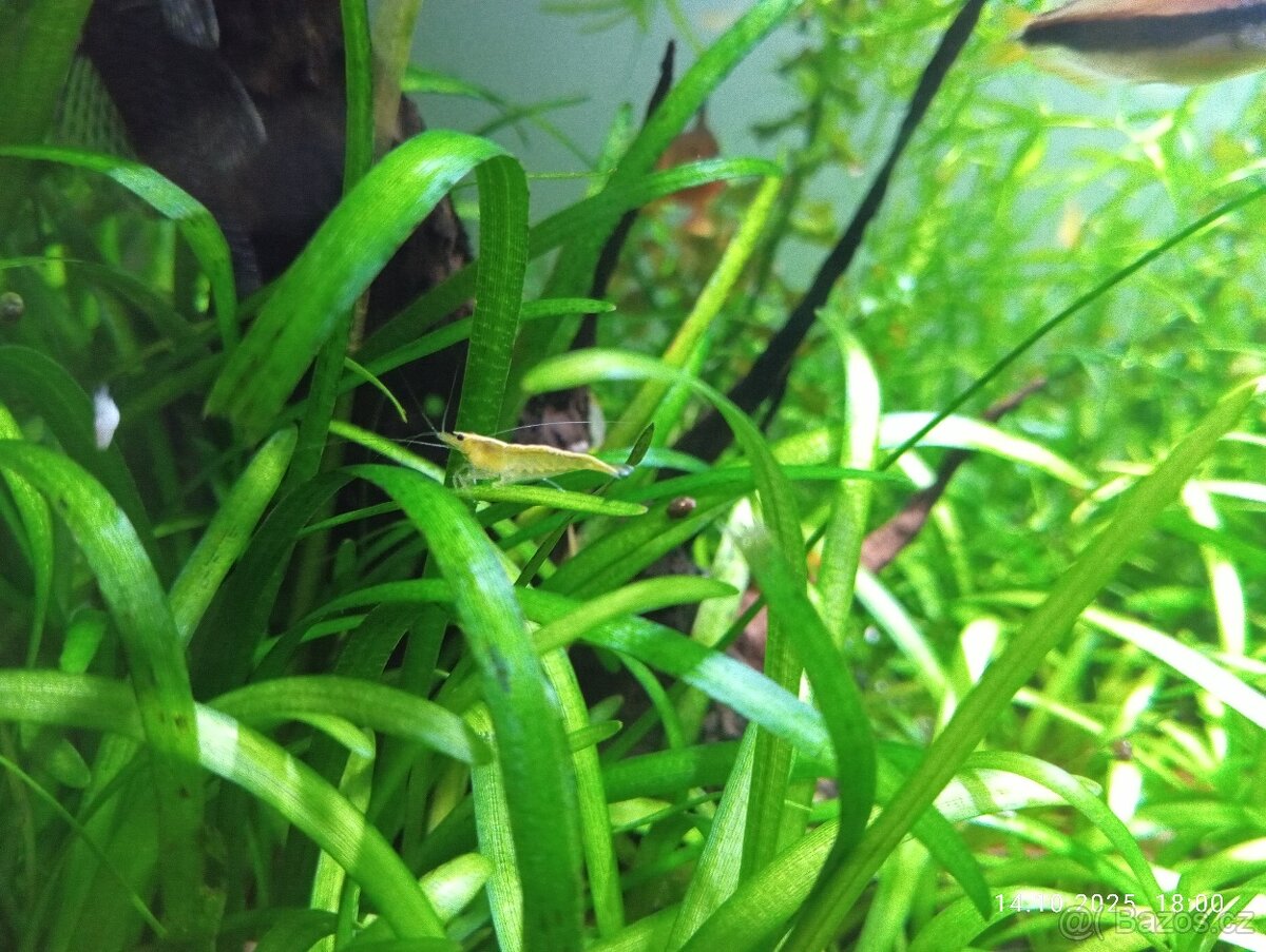 Prodám akvárium 160 l - 4