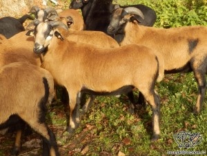 Kamerunští plemenní beránci. - 4