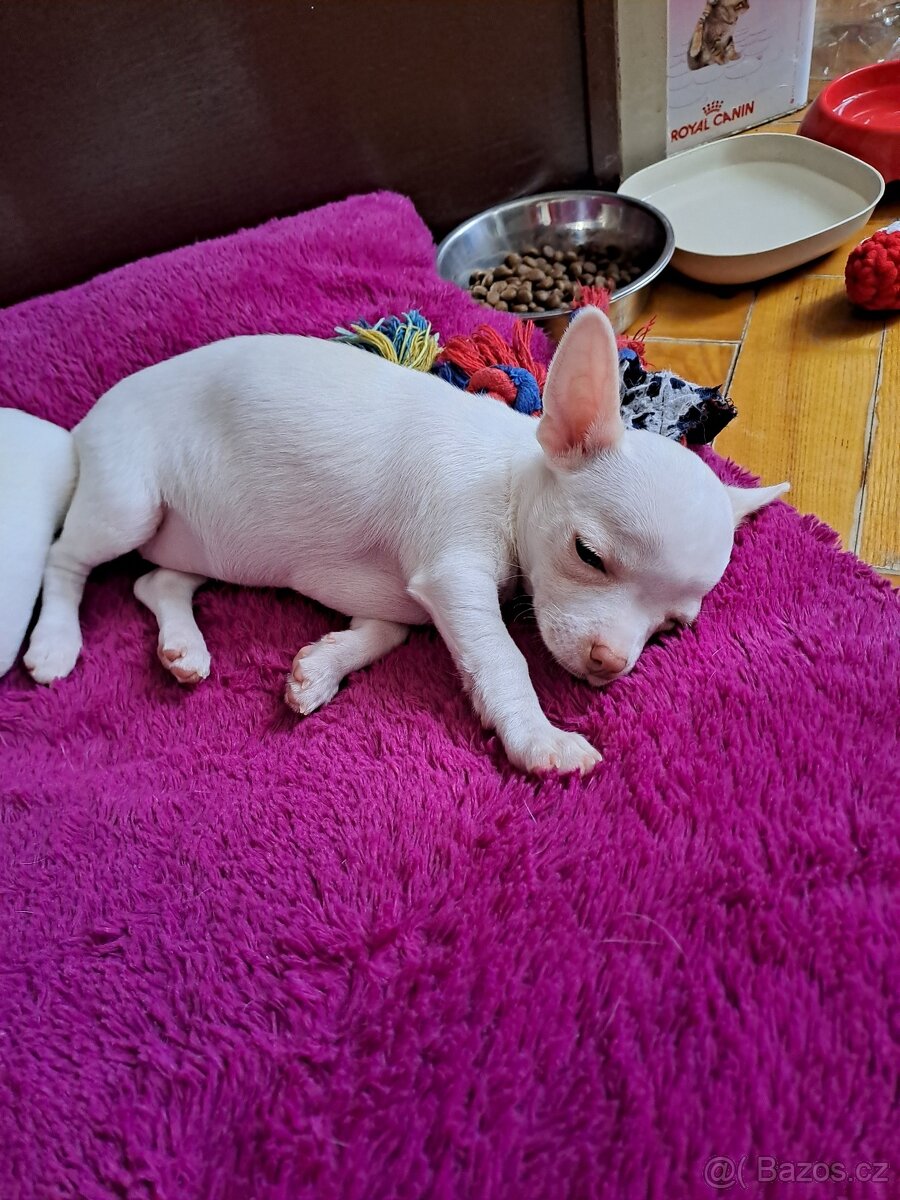 Krátkosrstá Čivava - 4