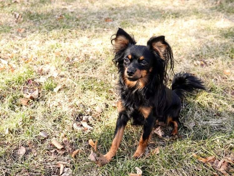 pražský krysařík-nabízím krytí - 4