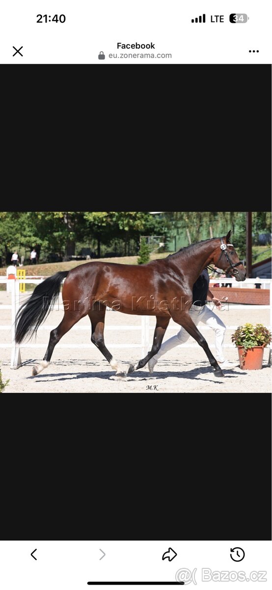 Prodám 3,5 letou krásnou klisnu - 4