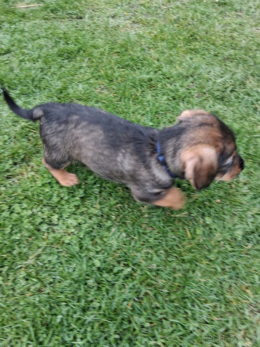 Jezevčík drsnosrsty - 4