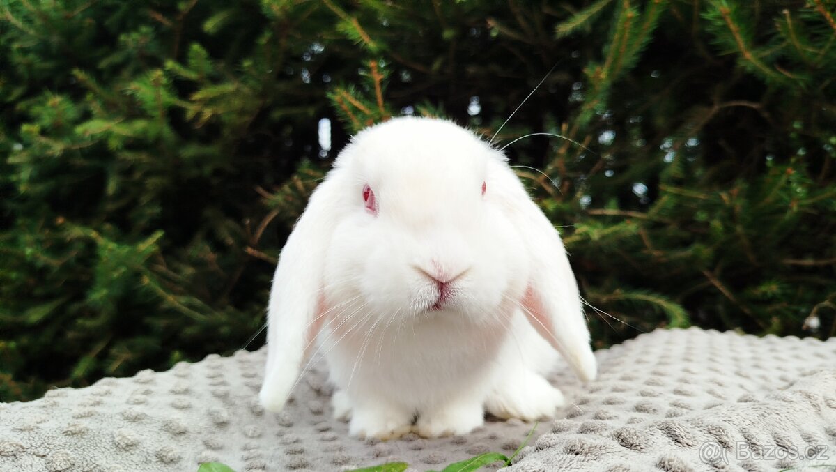 Zakrslý beránek, králíček, králík - WILLIAM - 4