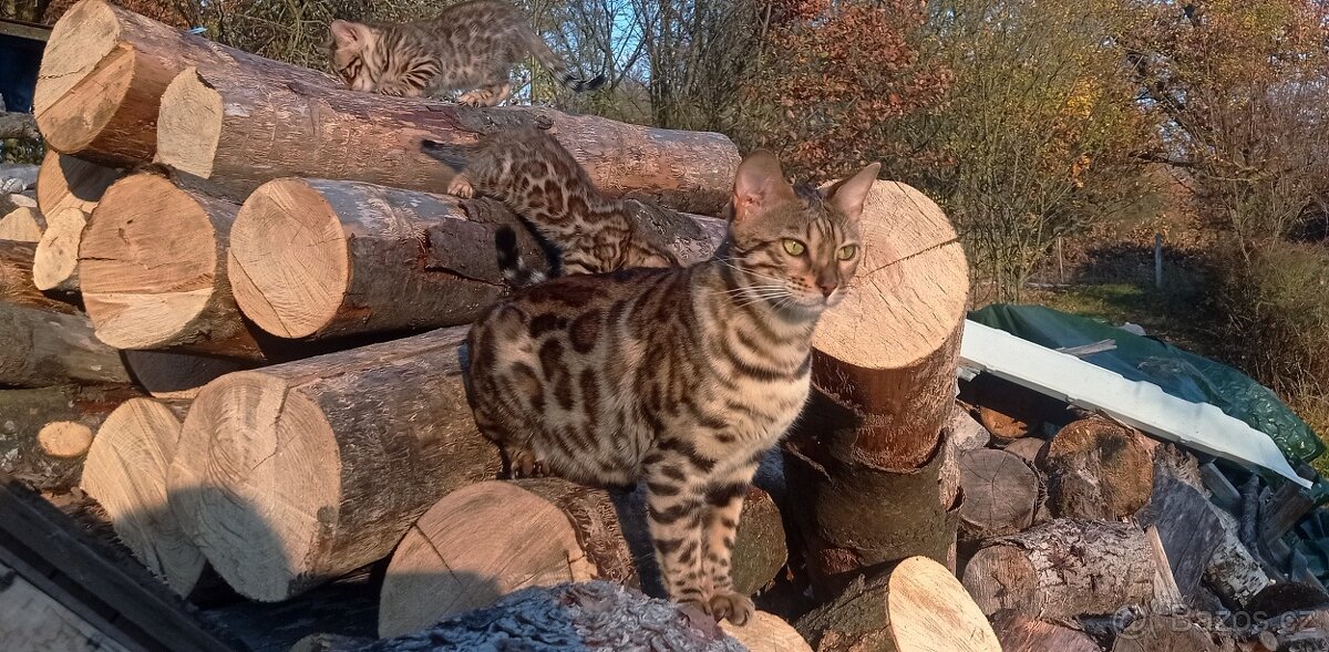 Kočka bengálská - 4
