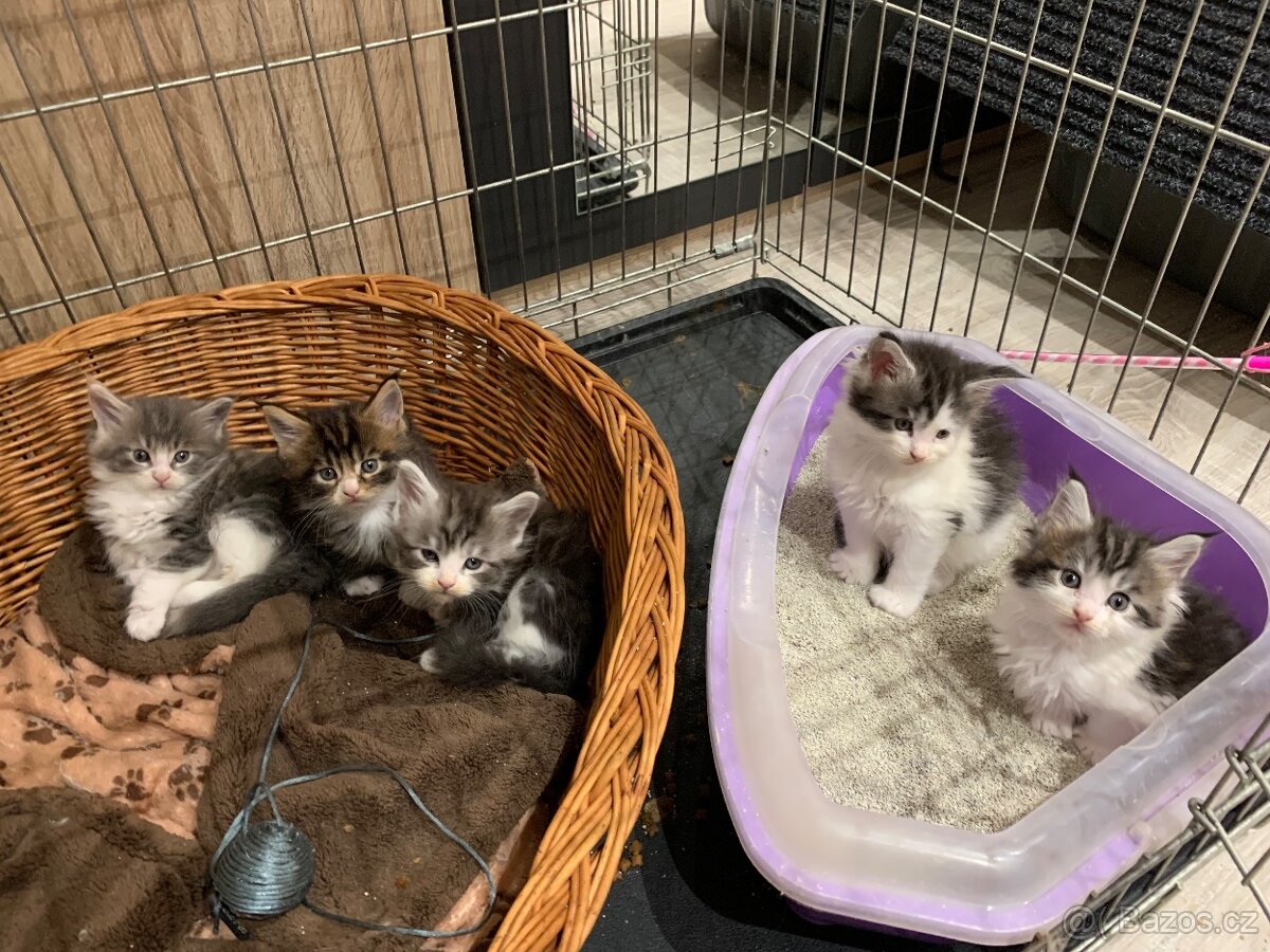 Koťátka Mainské Mývalí - 4