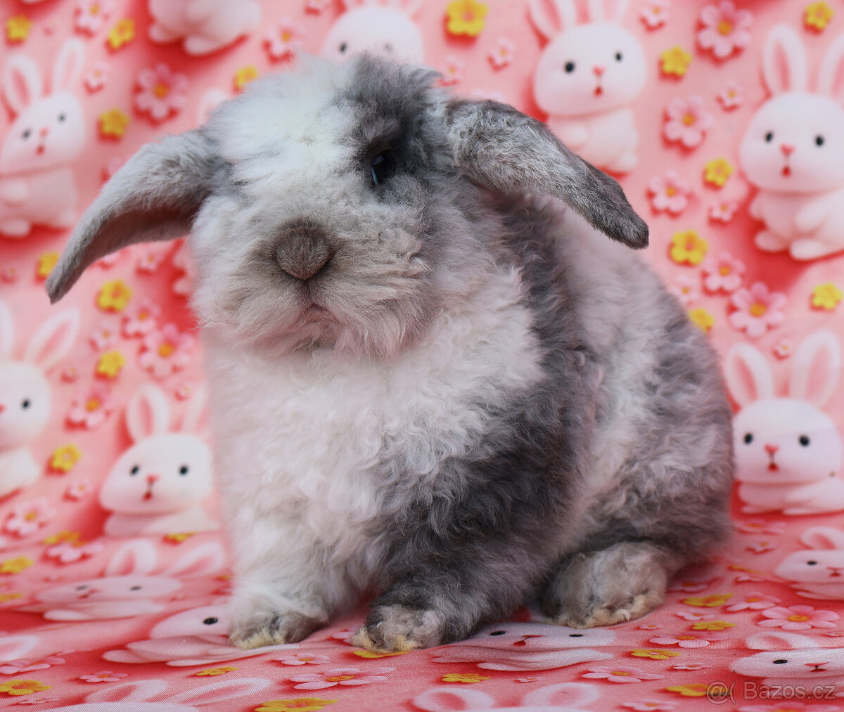 Zakrslý králíček rex beránek LT sameček - 4