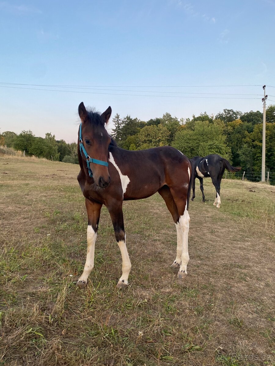 Nabízím klisnu Barock Pinto - 4