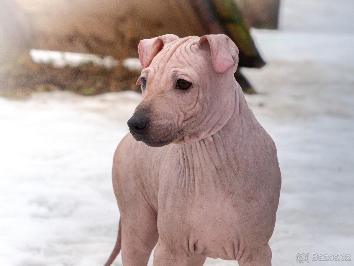 Americký bezsrstý teriér - 4