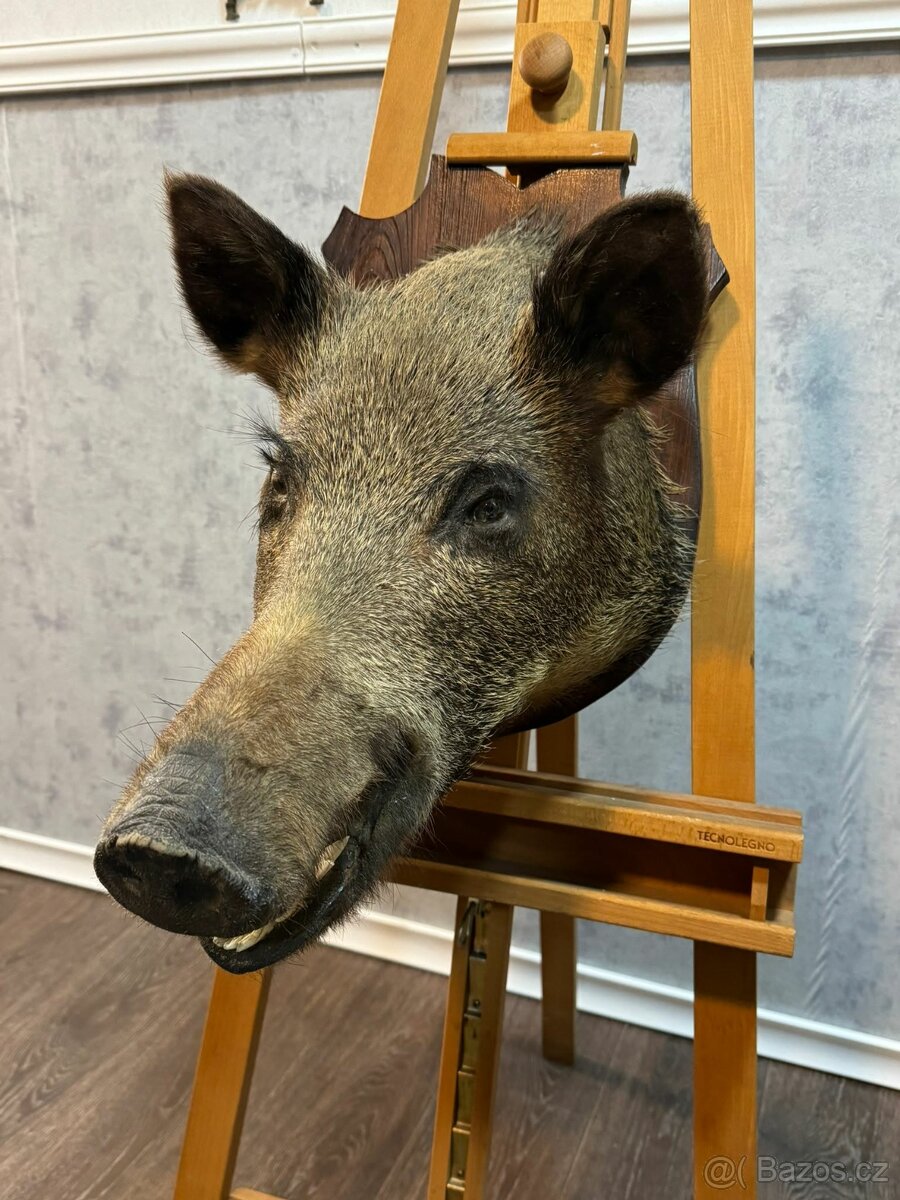 Lovecká trofej - Divoké prase (141047) - 4