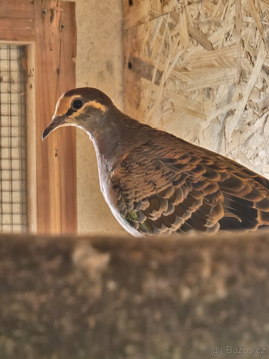 holub bronzovokřídlý, chocholatý - 4