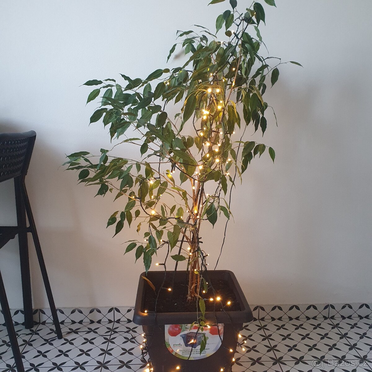 Fíkus Benjamin 120 cm - 4