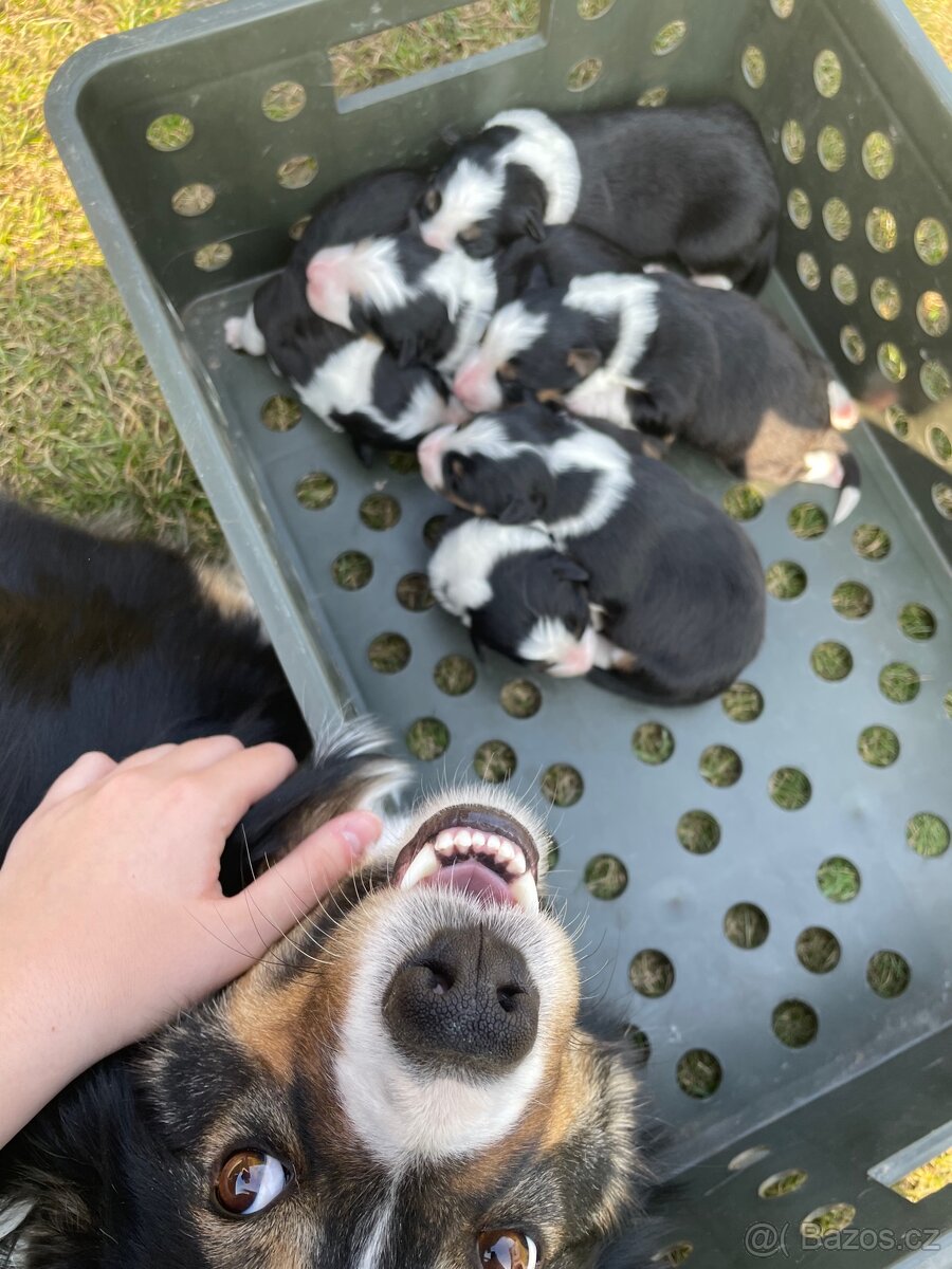 Štěňátko-Border colie Trikolor - 4
