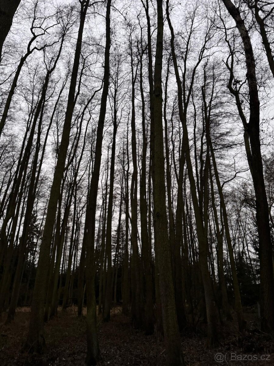 Prodej lesního pozemku v k.ú. Měcholupy u Předslavi - 4