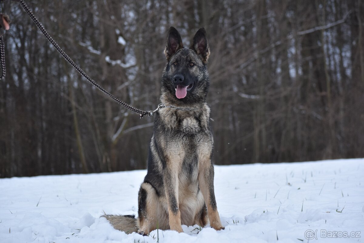 Německý ovčák s PP - 4