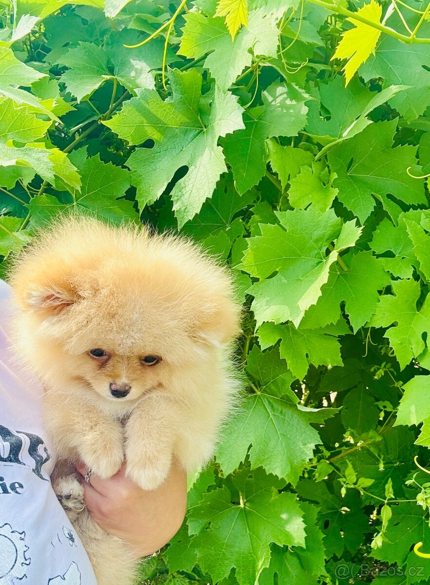 Pomeranian - 4
