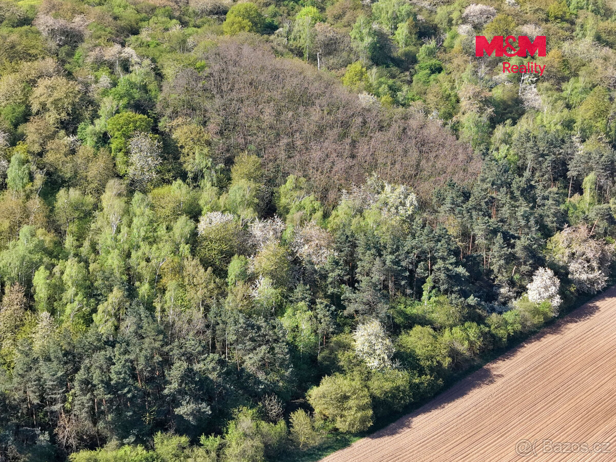 Prodej lesa, 5857 m², Kounice - 4