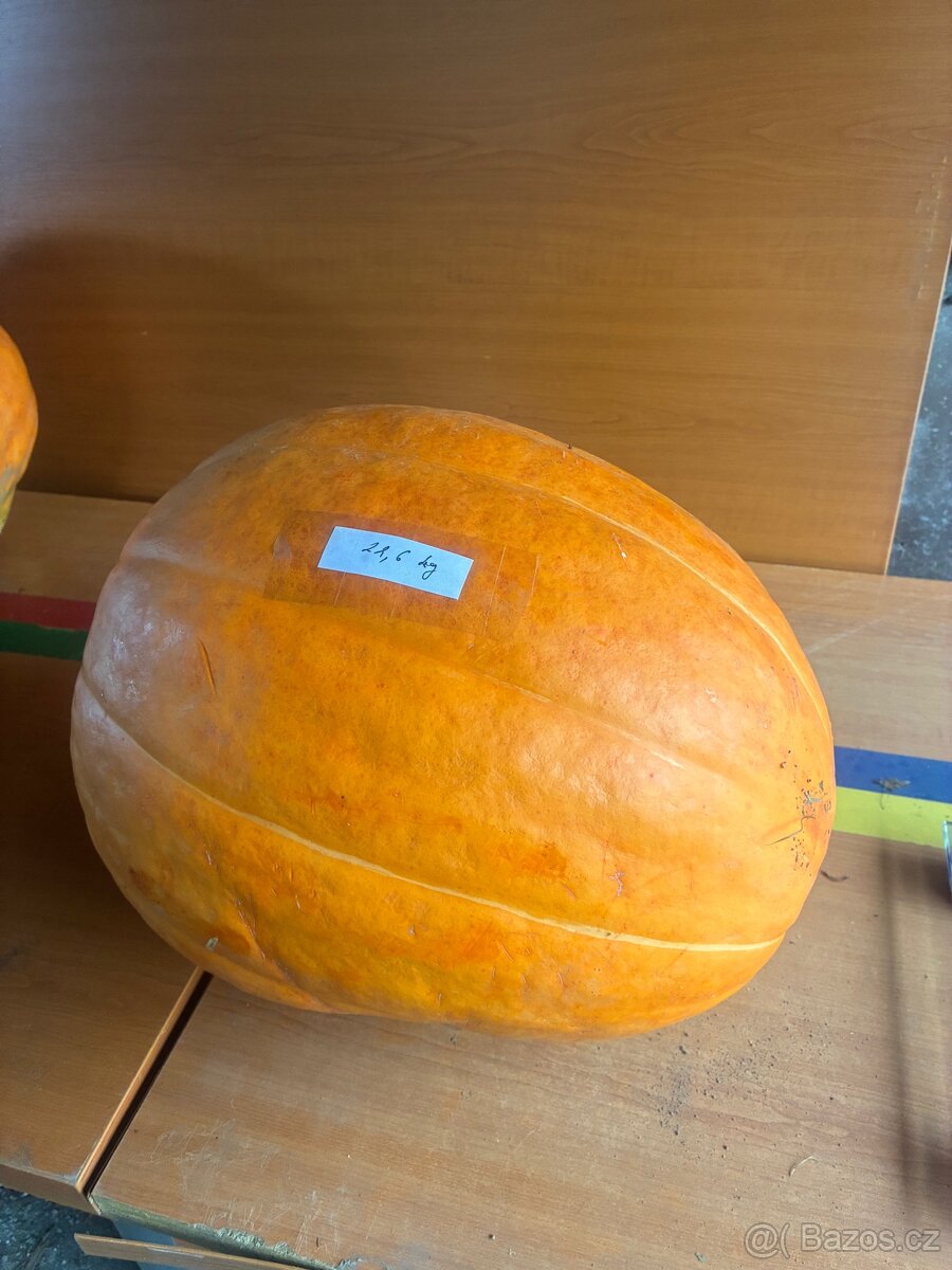 Dýňe - 4