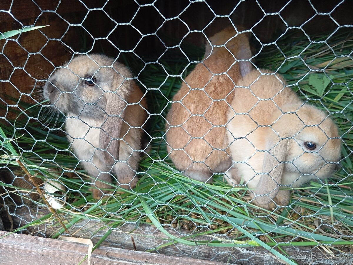 Králíčci beránci - 4