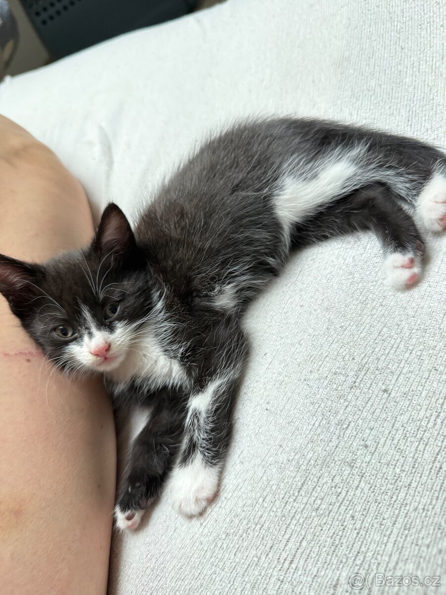 Daruji koťátka - 4