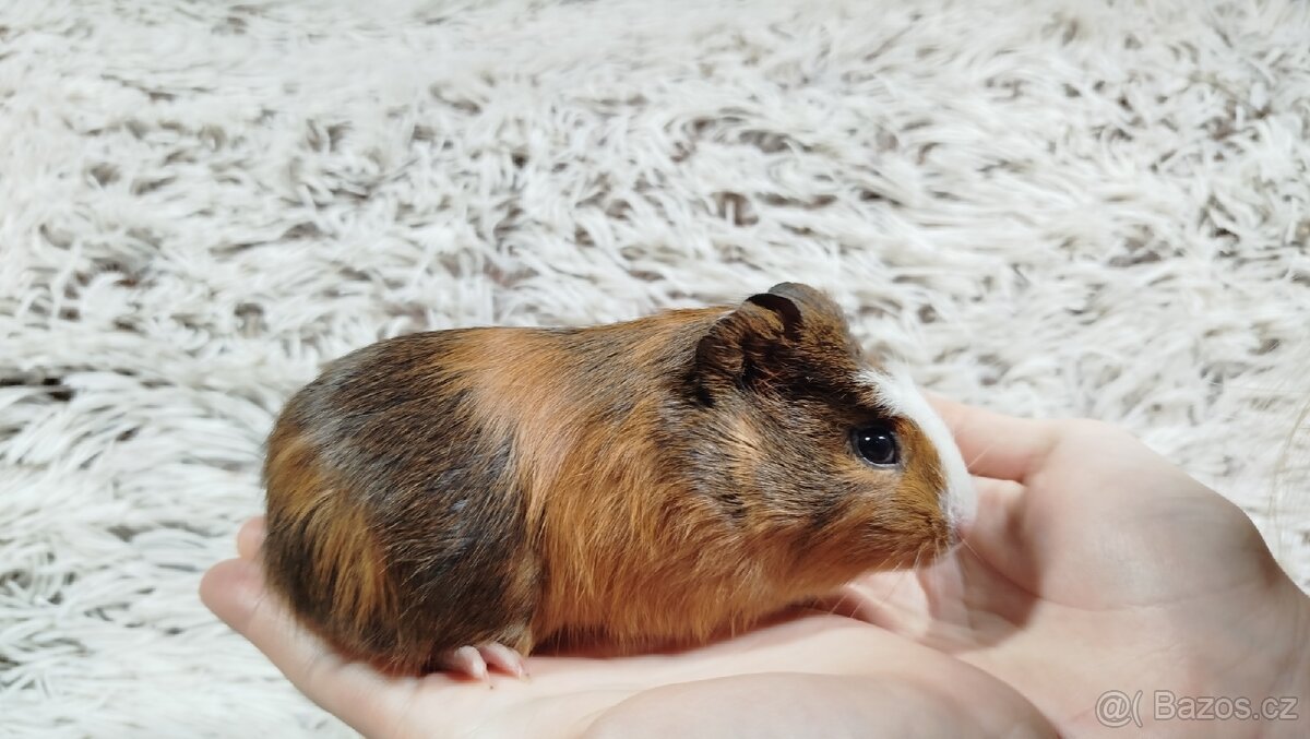 Morče, Morčata, Morčátko, Morčátka - JACOB A JAMES - 4