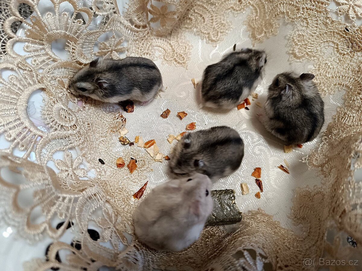 Křeček džungarský mláďátka - 4