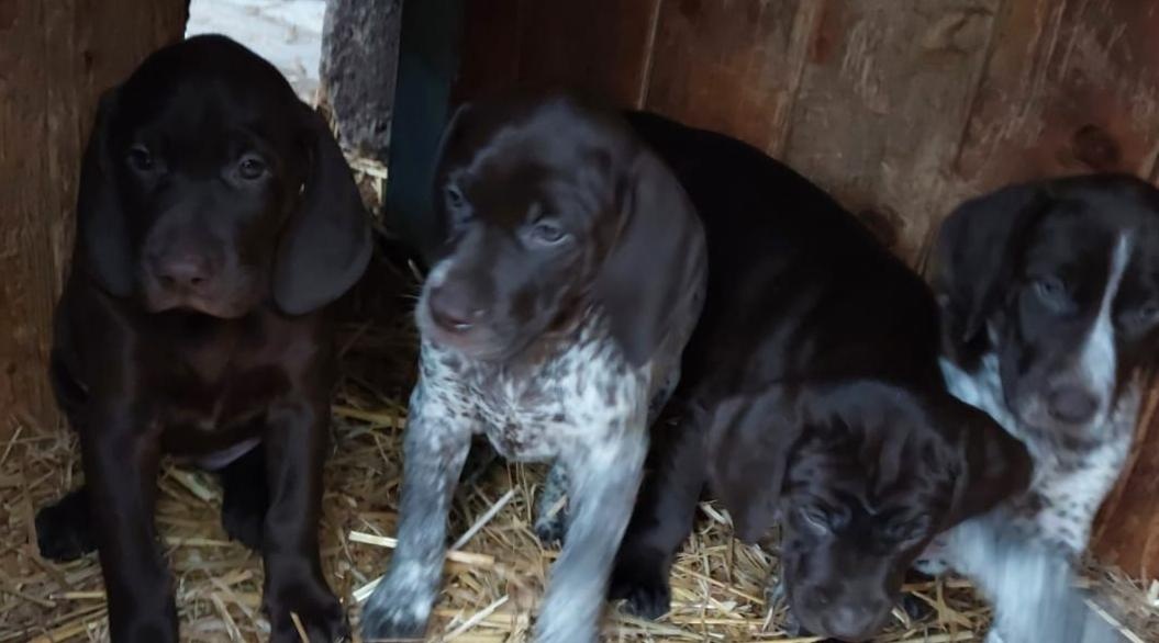 Německý krátkosrstý ohař - 4