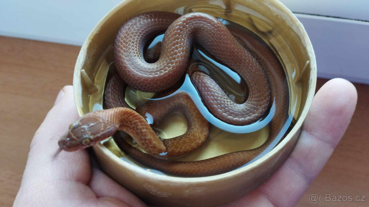 Užovka domácí - 4