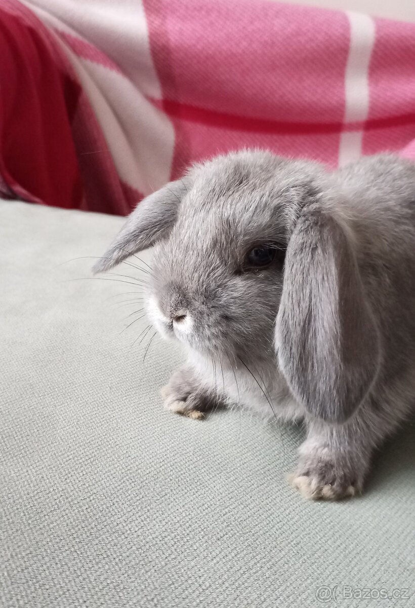 Zakrslý beránek králíček - 4