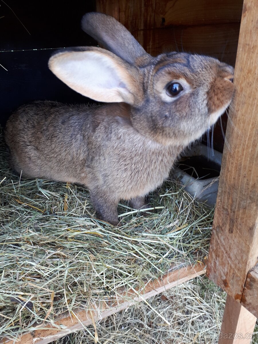Králík samec - 4