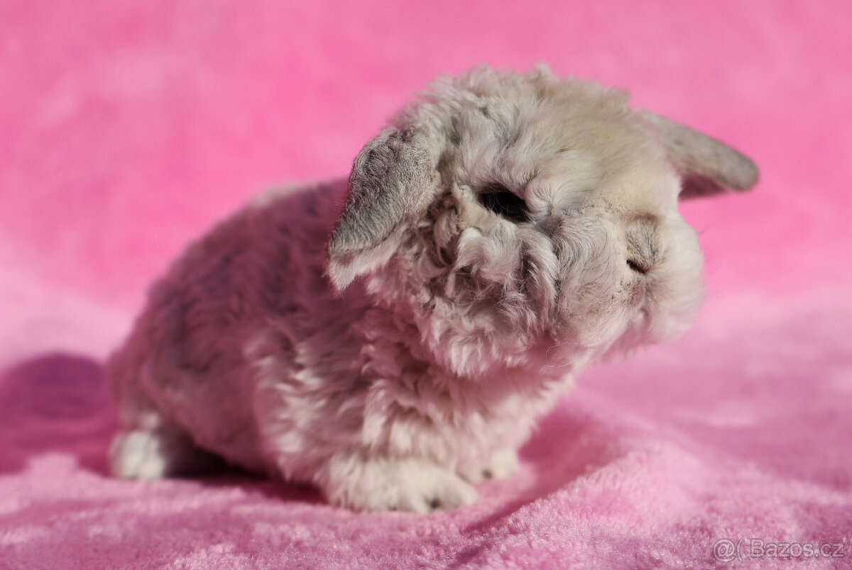 Zakrslý rex beránek , maličký siam sameček - 4