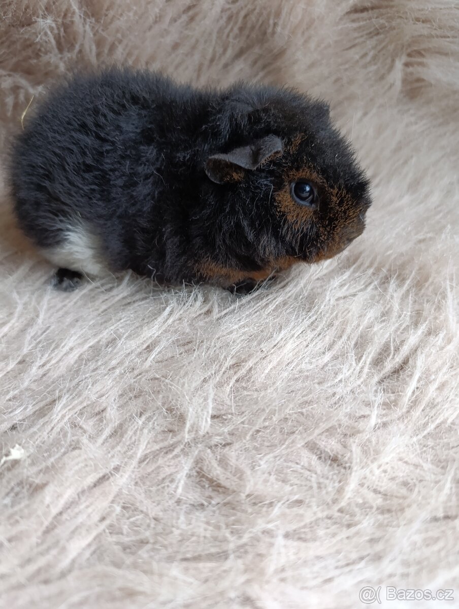 Morče US Teddy / samička / morčátko - 4