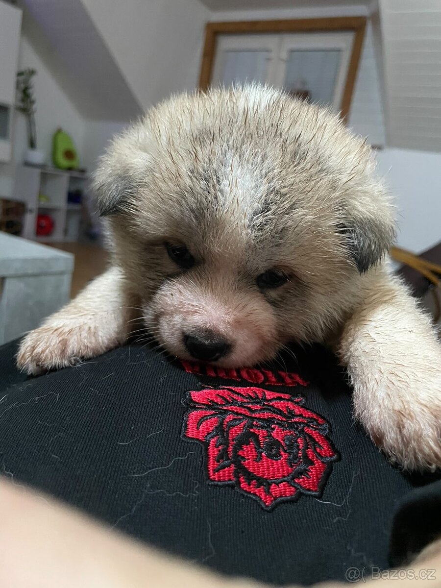 Šteňátka Akita Inu - 4