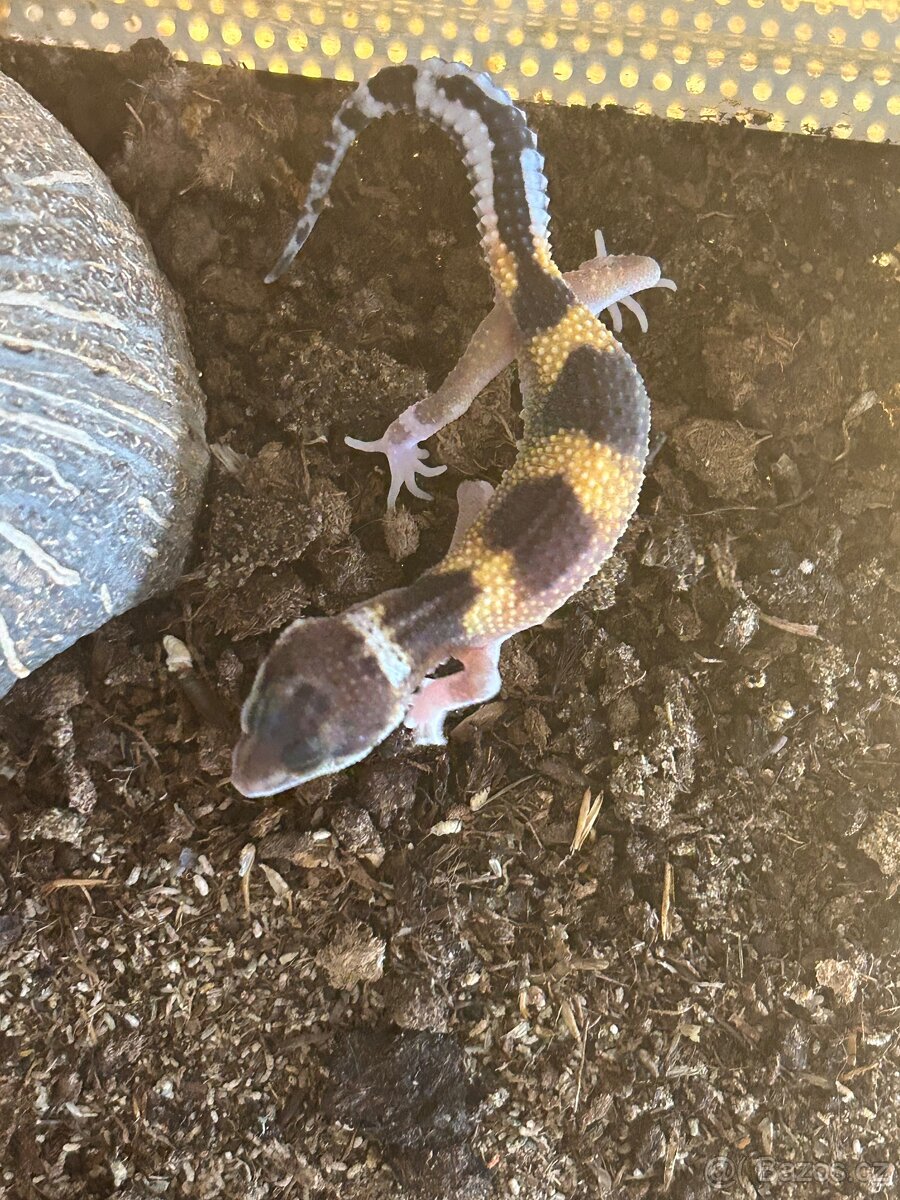 Gekončík noční- - 4