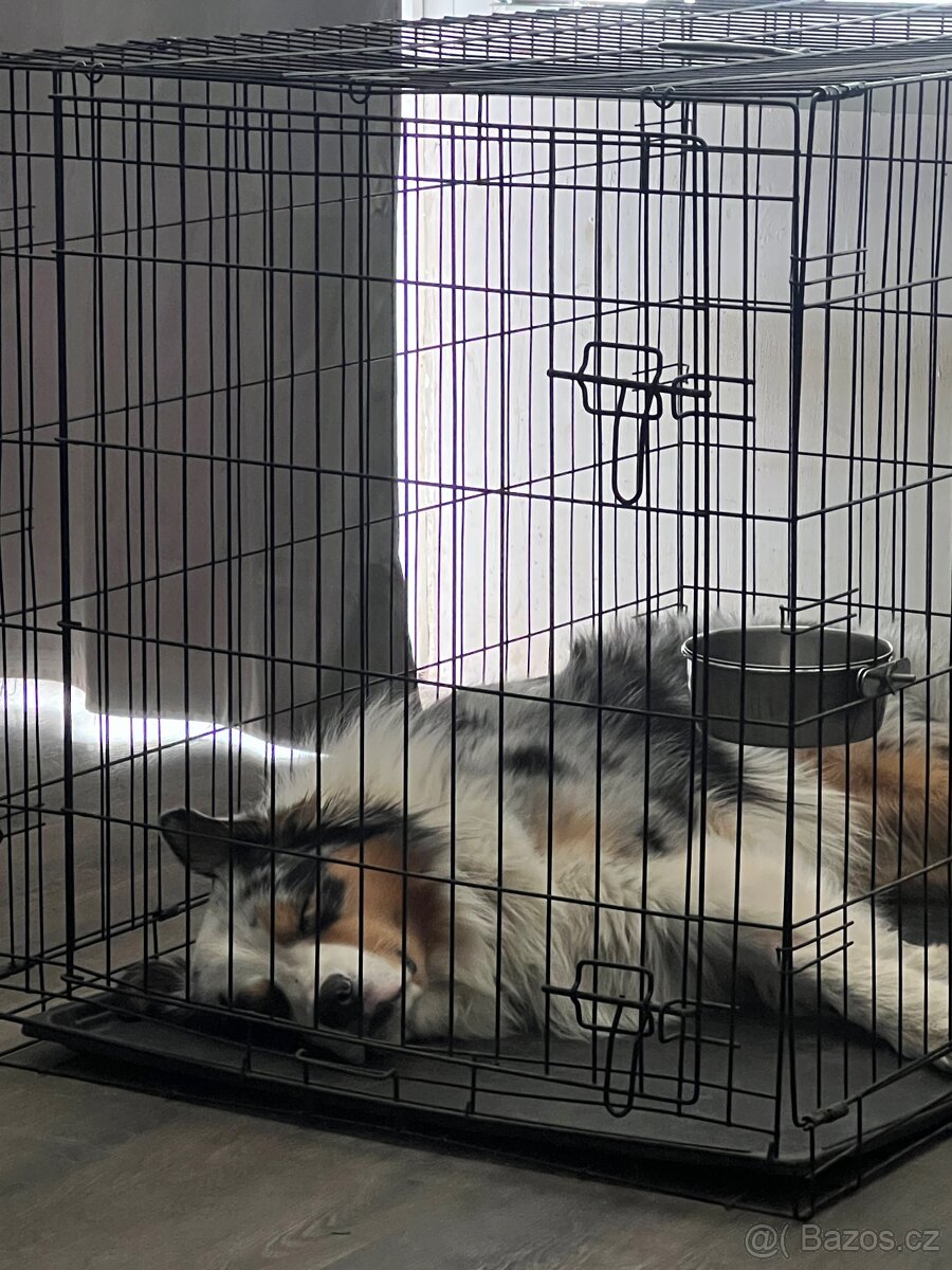 Australský ovčák - 4