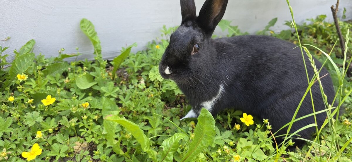 Kralik -Samička - 4