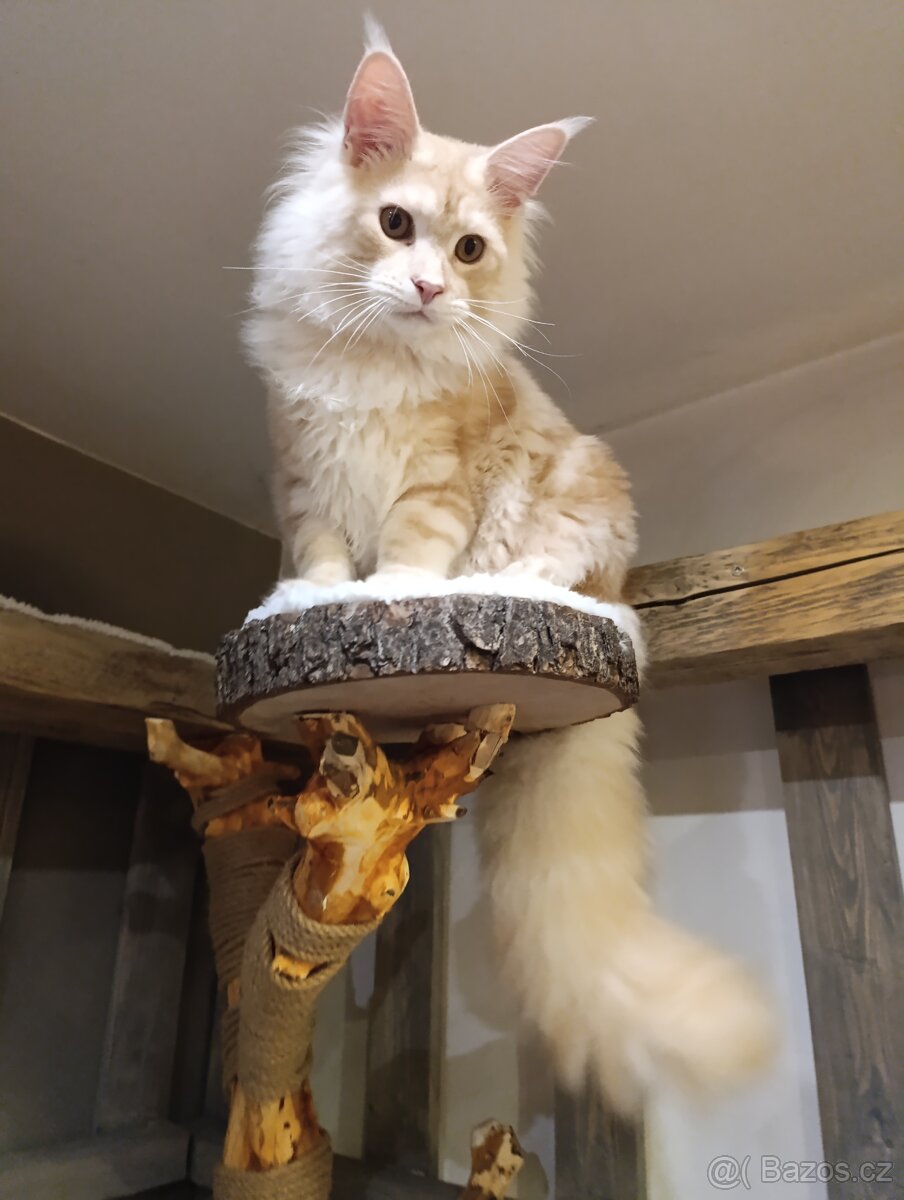 Mainská mývalí kocourek - 4