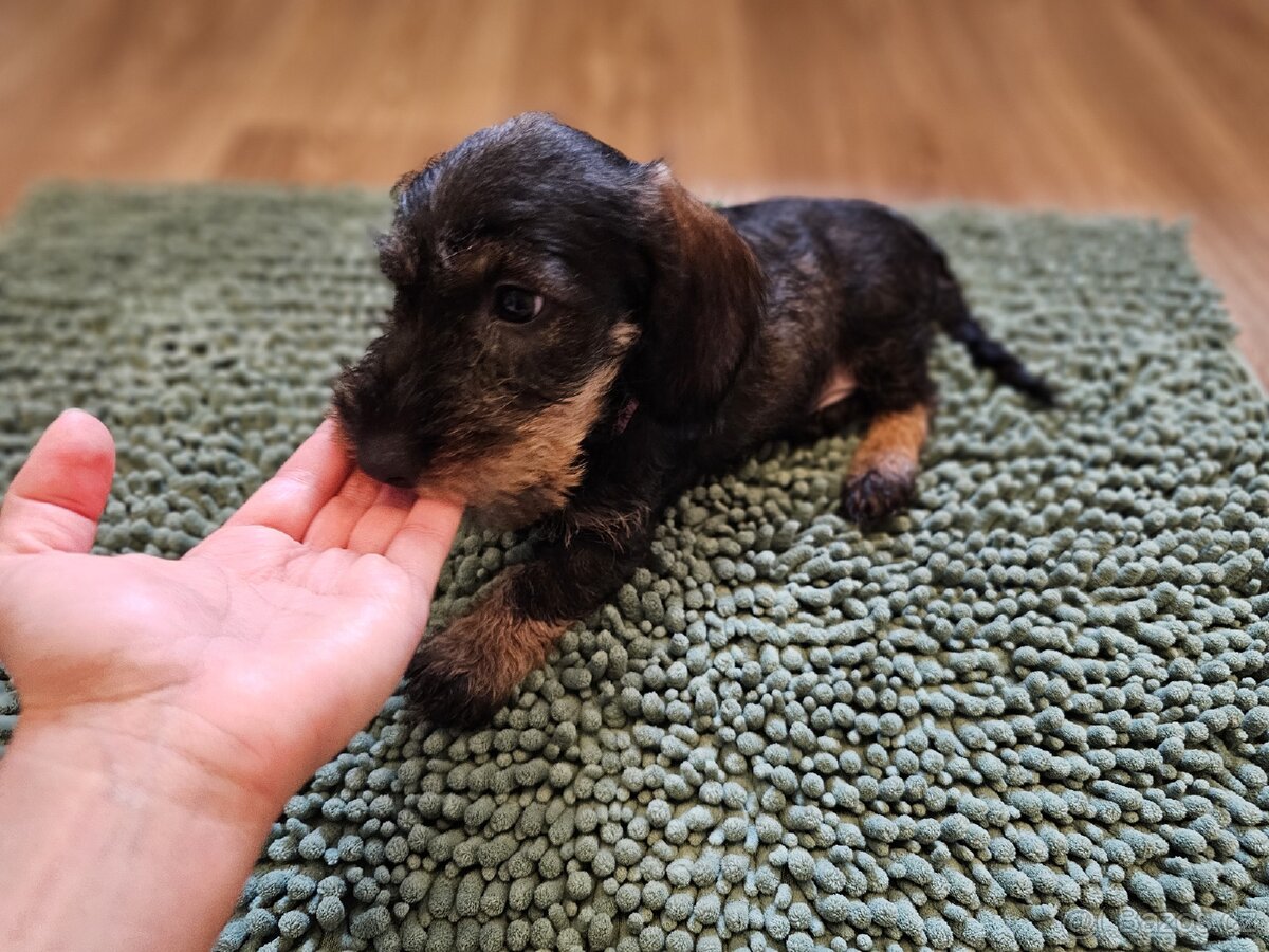 Jezevčík drsnosrstý standard POSLEDNÍ VOLNÁ FENKA - 4