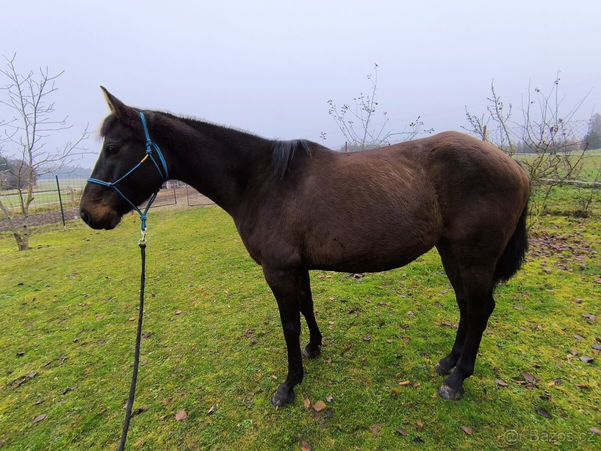 Klisna CS nar. 6/2019 - 4