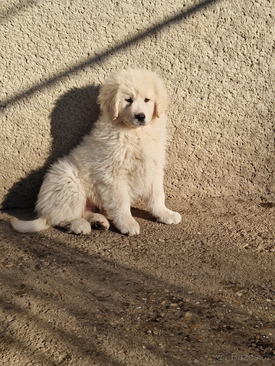 Slovenský čuvač - 4