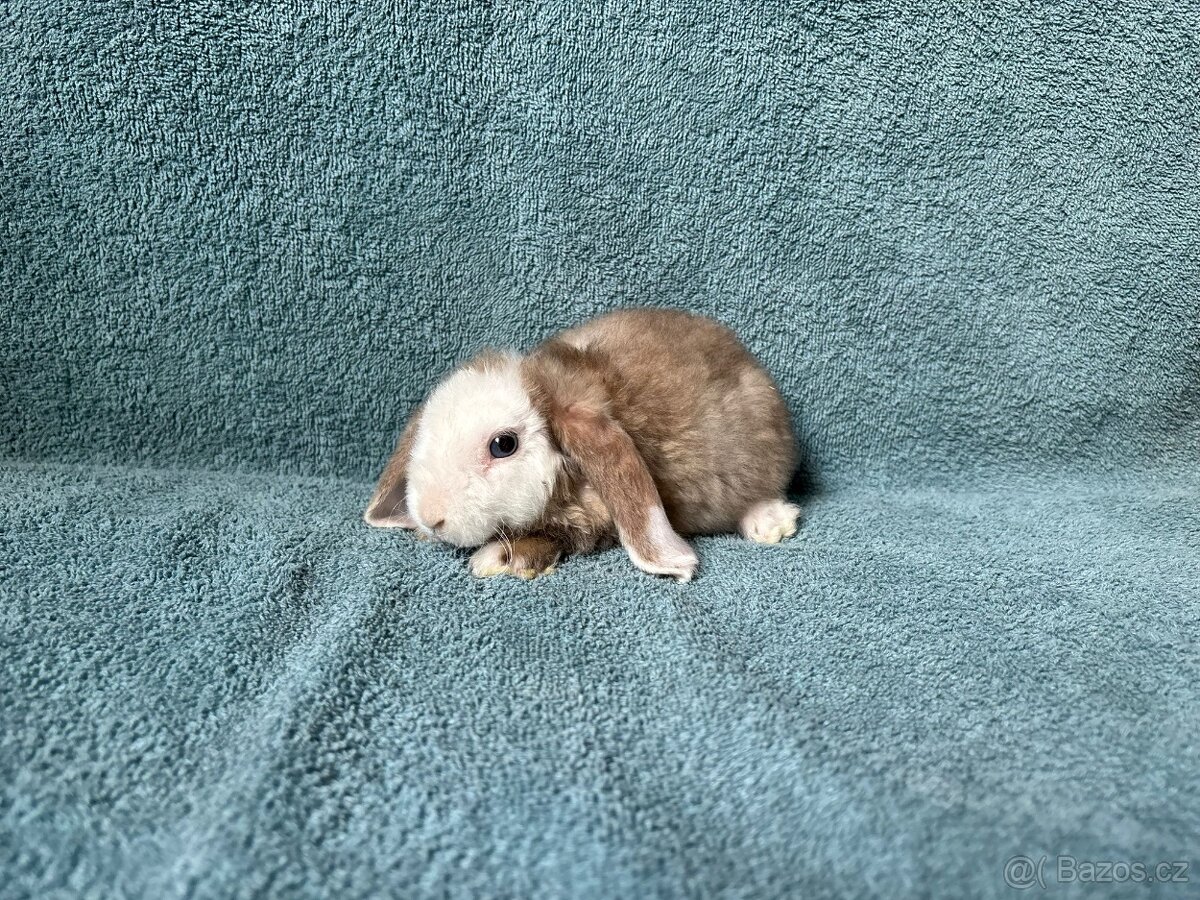 zakrslý králíček beránek rex - 4