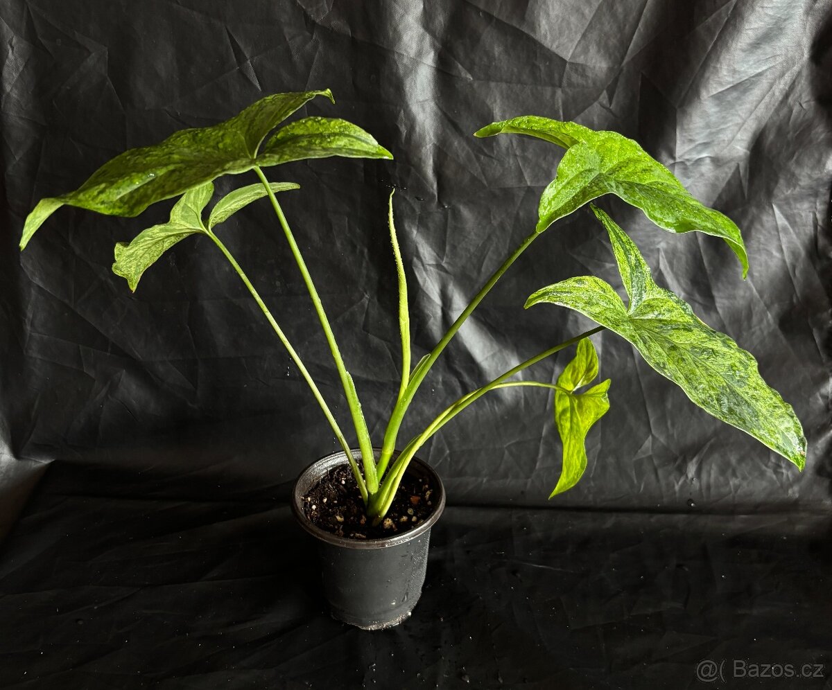 Syngonium Mojito - 4