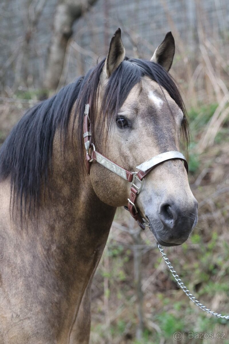 Připouštění - plemenný hřebec AQH buckskin SM MITO COMMANDER - 4