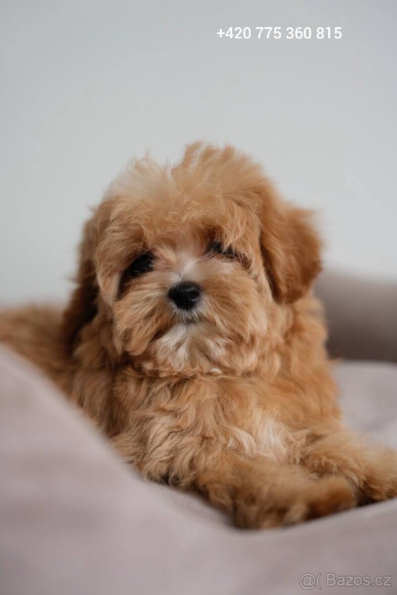 Maltipoo holčička f1 - 4