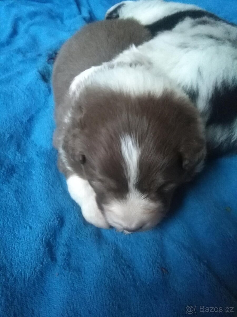 australsky ovcak - 4