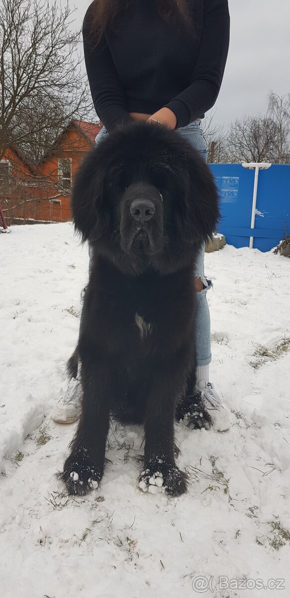 Tibetská doga štěňátka s PP( průkazem původu) - 4