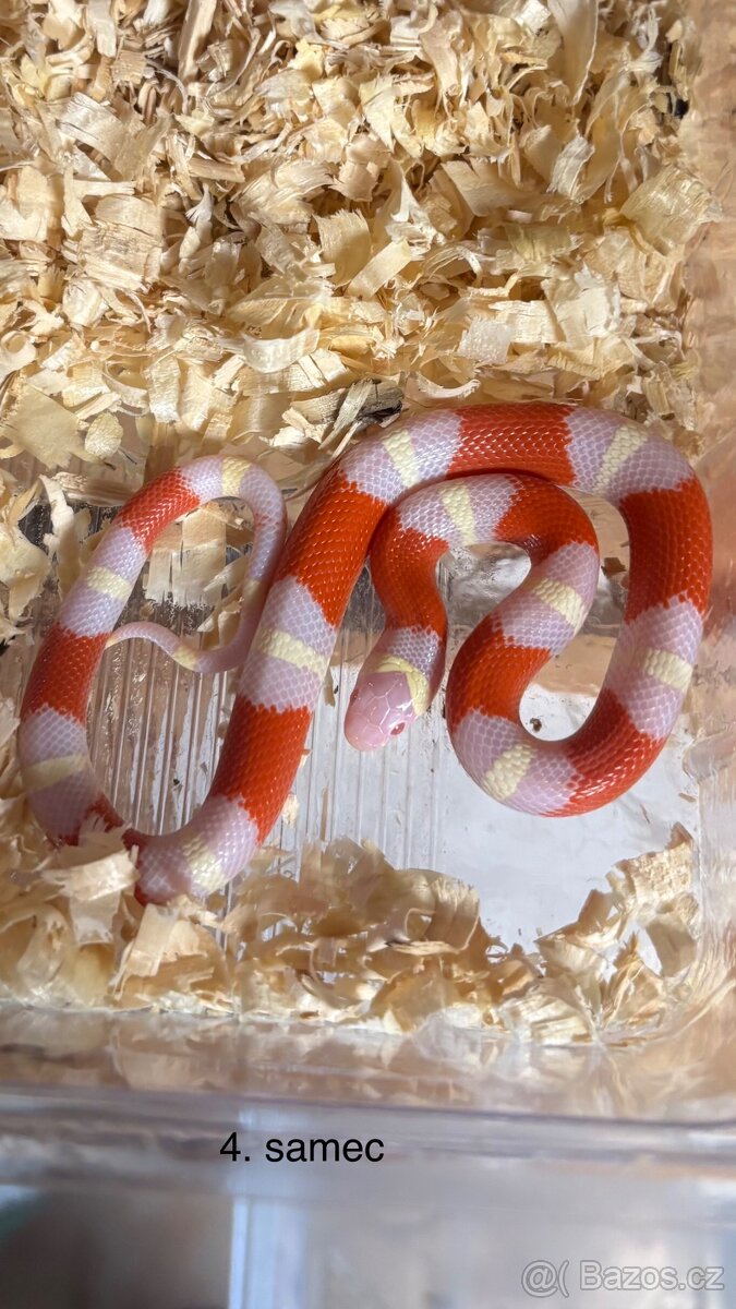 Korálovky lampropeltis triangulum nelsoni albino - 4