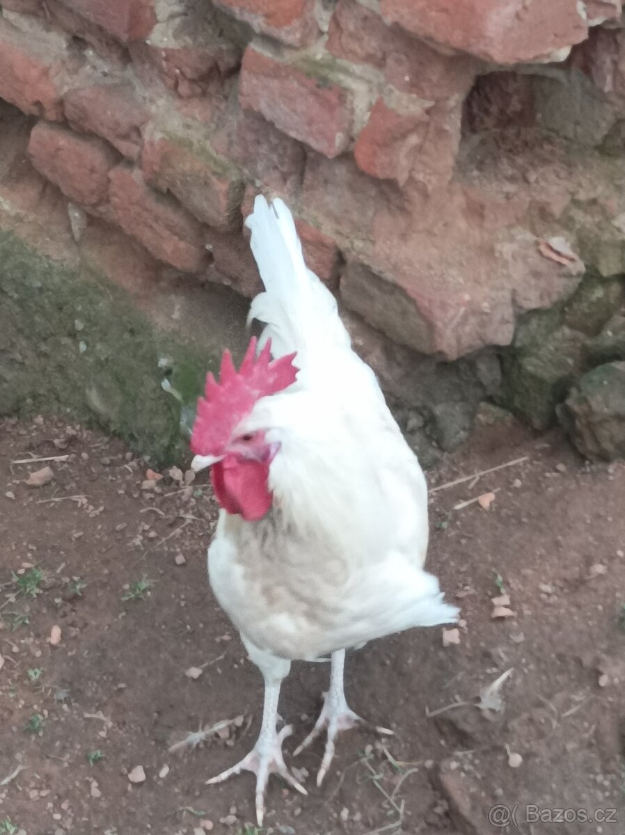 Prodám kohouty - 4